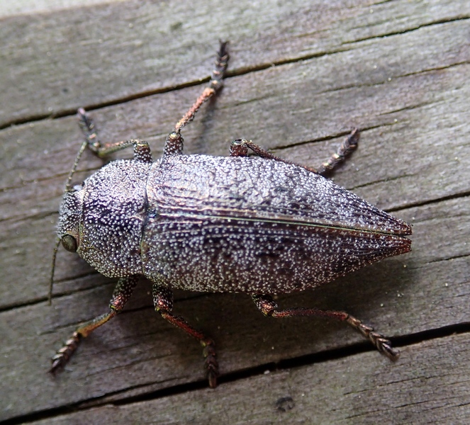 Buprestidae: Dicerca aenea